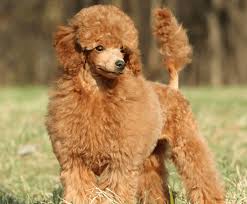 poodles are amazing dogs if trained