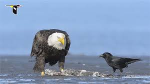 Image result for funny eagle gif