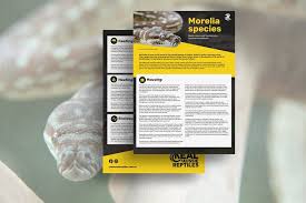 morelia species care sheet