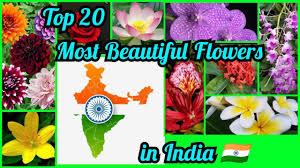 top20 most beautiful flowers in india
