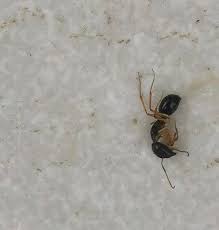 how to get rid of carpenter ants the