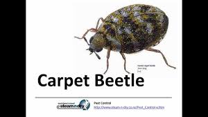 flea control pest carpet beetle you