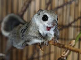 Flying squirrels don't really fly, they glide. Japanese Dwarf Flying Squirrel On Tumblr Flying Squirrel Pet Japanese Dwarf Flying Squirrel Japanese Flying Squirrel