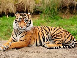 high resolution tiger 1080p 2k 4k 5k