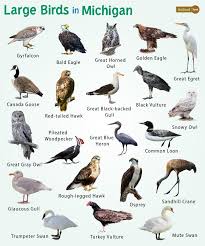 22 of the largest birds in michigan