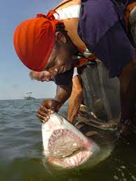 expect more shark encounters experts say