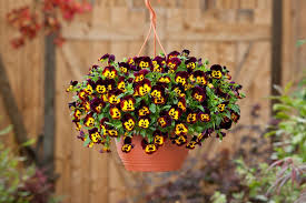 These are the best to use. 20 Gorgeous Fall Hanging Basket Ideas Hgtv
