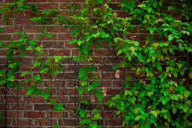Red Brick Wall And Green Hedge Vines