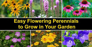 Products for easier maintenance in your garden: Easy Perennials To Grow Best Perennial Flowers With Pictures