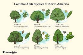major common oak species of north america