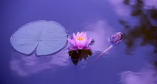 Lotus Flower Meaning Symbolism And Colors