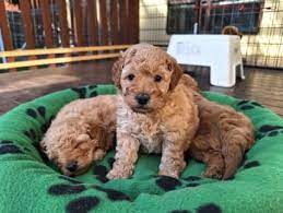 pedigree pure breed mini poodle puppy