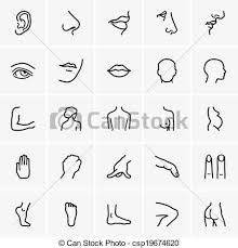 Parts of the body & five senses grade/level: Body Parts Stock Photo Images 127 576 Body Parts Royalty Free Images And Photography Available To Buy From Thousands Of Stock Photographers
