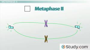 meiosis have the same genetic makeup