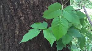 iowa dnr warns to watch out for poison ivy