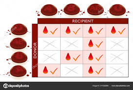 Blood Groups Transfusion Compatibility Chart With Column And