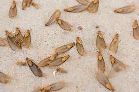 subterranean termite infestation