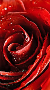 red rose by hq awesome live wallpaper
