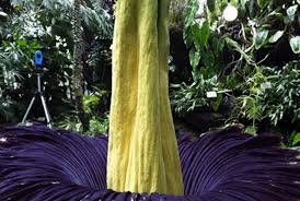 The madagascar palm (tahina spectabilis) grows to enormous proportions, dies after fruiting, and flowers only once—after 100 years. Corpse Flower Facts About The Smelly Plant Live Science
