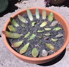 Pads or leaves may just snap off or you can use pruners to remove them. Succulent Propagation 101 Ok I Ll Give You My Opinion