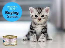 Quickly find the best offers for kittens for sale london on newsnow classifieds. The Best Kitten Food Of 2019