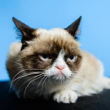 grumpy cat viral internet sensation