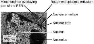 The rough er which is studded with ribsomes is needed to carry substances, like proteins, to various parts of the cell. 3 6b The Endoplasmic Reticulum Medicine Libretexts