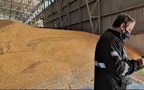 Decomiso récord de la AFIP: se confiscaron más de 8.100 toneladas de maíz -  Que Pasa Jujuy