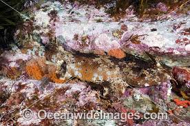 cobbler wobng shark photos images