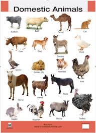 Png Domestic Animals Transparent Domestic Animals Png Images