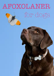 Afoxolaner For Dogs The Labrador Site