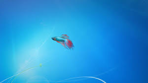 wallpaper windows 10 fish 80 images