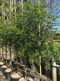 Evergreen Ash Fraxinus Griffithii