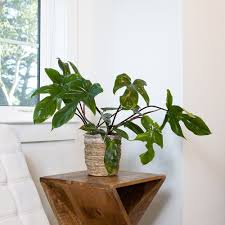 Indoor Plants For Bright Light