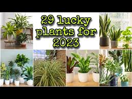 Feng Shui Plants For 2024