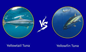 yellowtail vs yellowfin tuna the key