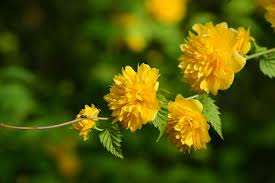 ヤマブキの花言葉／山吹色は黄金色、洗練された小判色 | 花言葉のはなたま