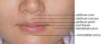 applied anatomy of the lips and nose