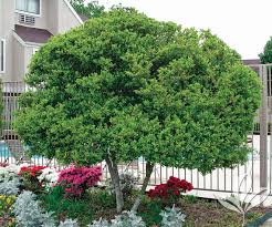 North Texas Tree Care Guide Yaupon
