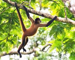 monkey swinging from a tree