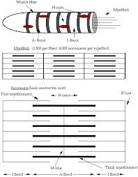 Structure And Composition Of Muscle Meat Science