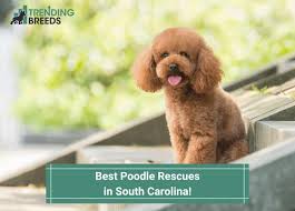8 best poodle rescues in south carolina