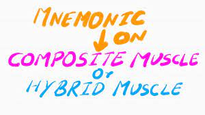 mnemonic on composite or hybrid muscles