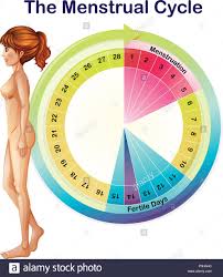 Menstrual Cycle Stock Photos Menstrual Cycle Stock Images