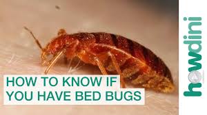 how to find bed bugs how to know if