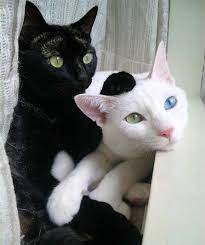 Gatto bianco e gatto nero nel folklore | Cute animals, Pretty cats, Beautiful cats