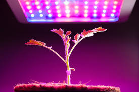grow lights for indoor plants and