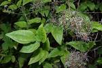 Image result for clematis vitalba