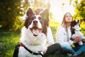 International dog day is observed annually on august 26. 10 Great Ideas To Celebrate International Dog Day Tractive Blog