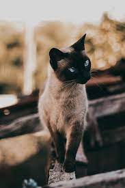 Cat Siamese Glance Animal Pet Hd